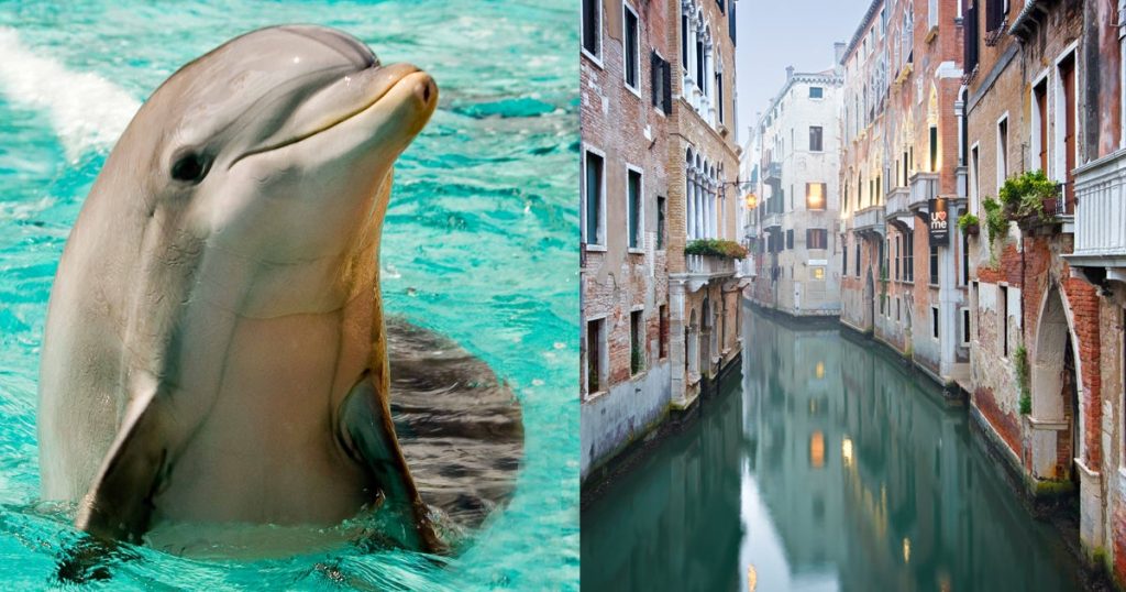Dolphins in Venice?